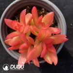 Crassula Capitella Campfire Variegated Clustering