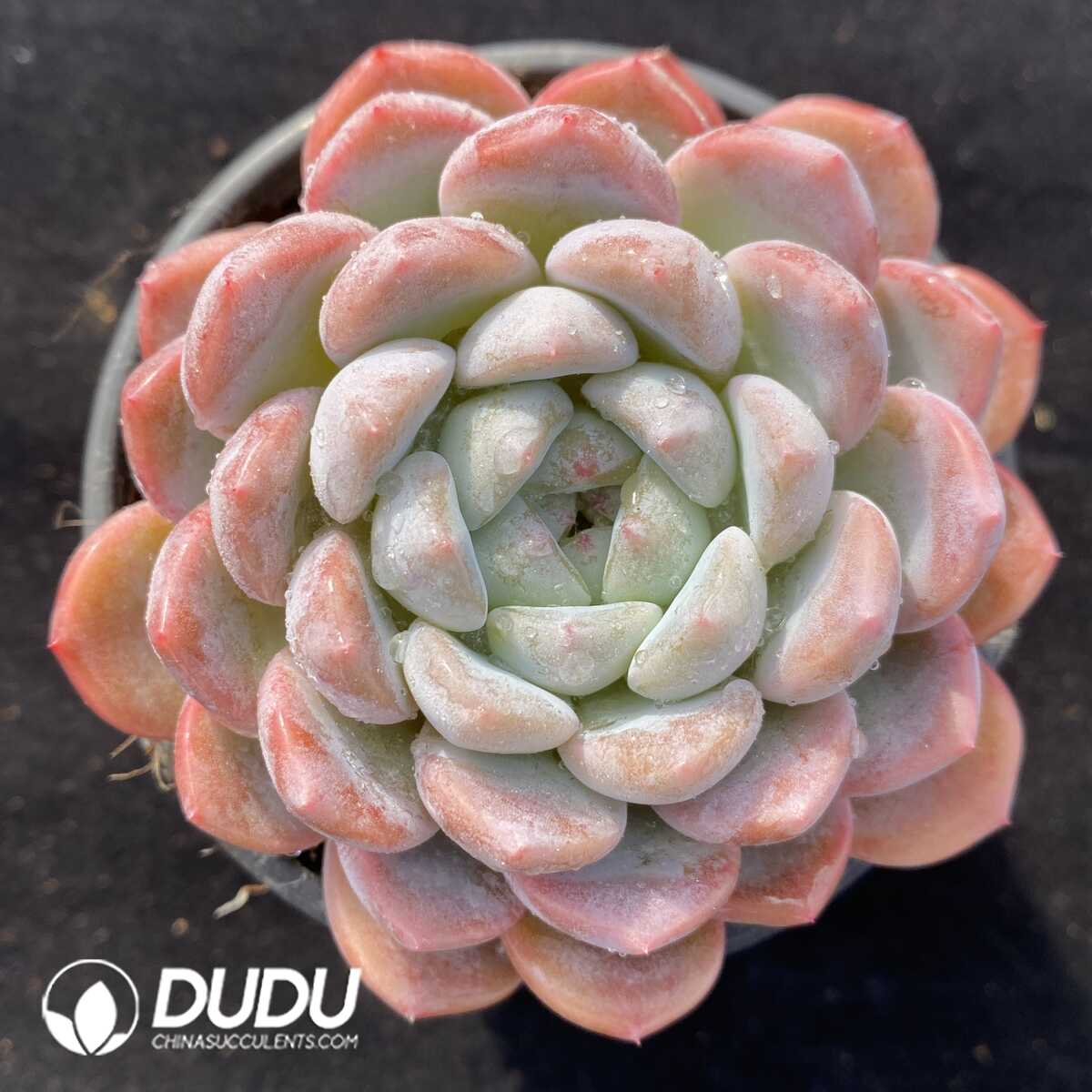 e201-509.jpg Echeveria G3-06 - Image 1