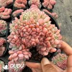 Echeveria Hani Cristata