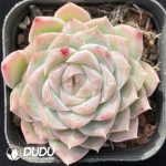 Echeveria White Hybrid