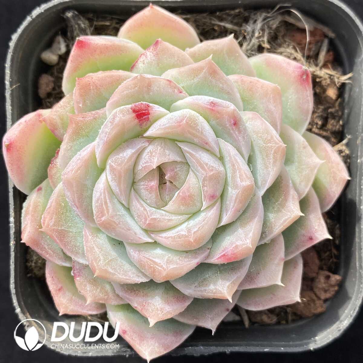 e201-510.jpg Echeveria White Hybrid - Image 1