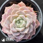Echeveria Pink Spots