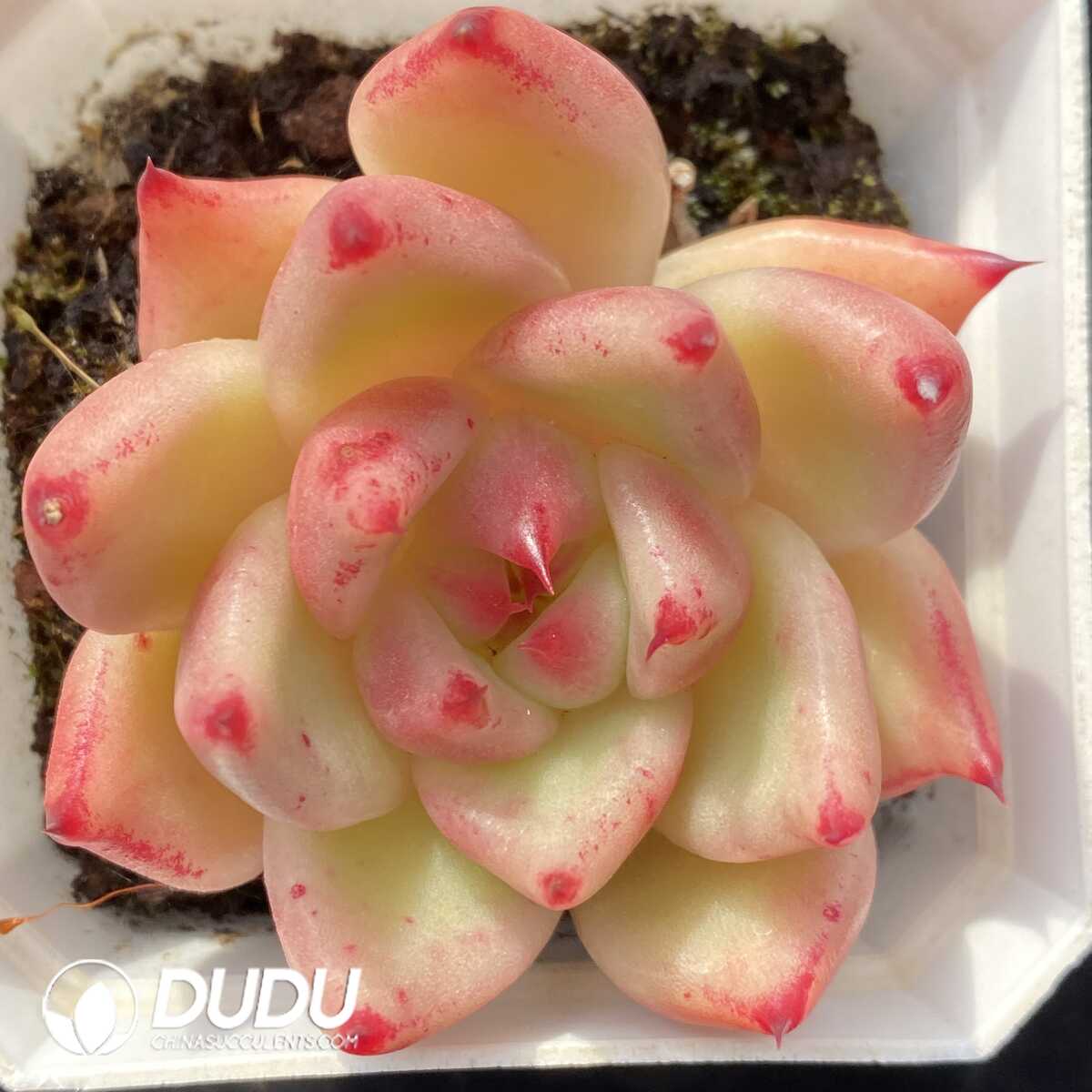 e201-512.jpg Echeveria Agavoides Blue Dragon - Image 1