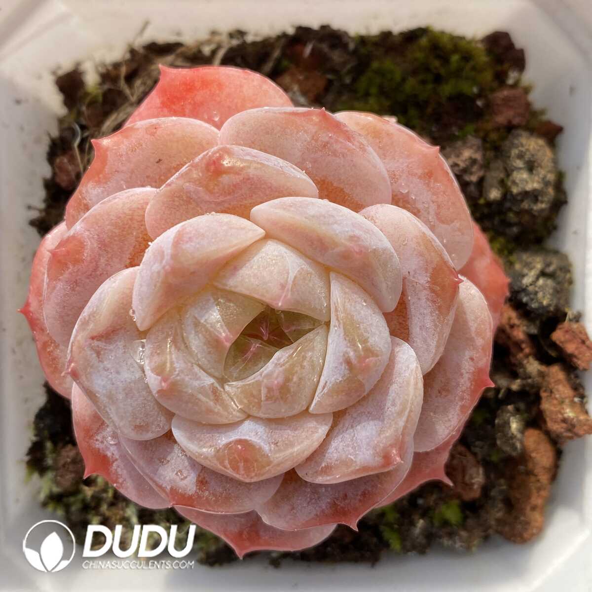 e201-513.jpg Echeveria G4-12 - Image 1