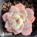 Echeveria Sugar Heart