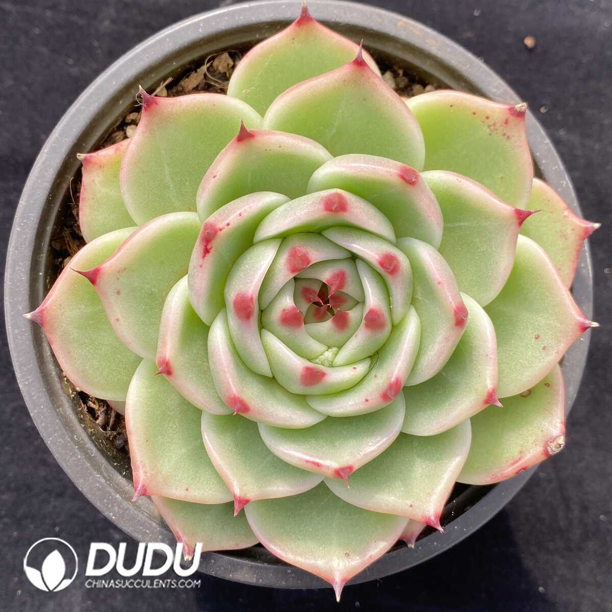 e201-515.jpg Echeveria Agavoides Blue Dragon - Image 1