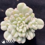 Echeveria Bill Gates