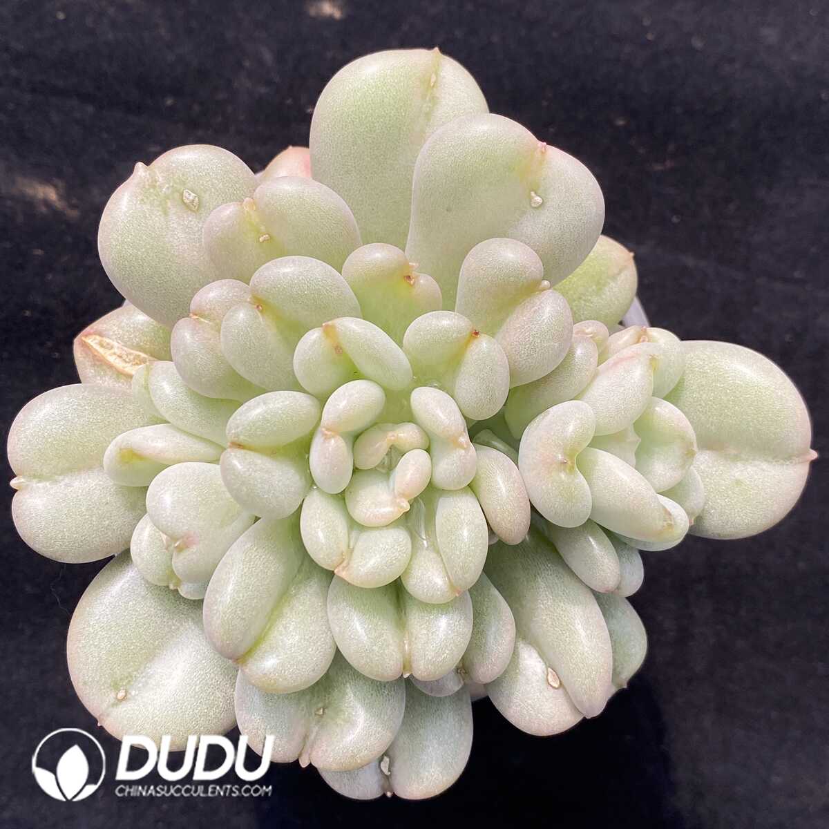 e201-516.jpg Echeveria Bill Gates - Image 1