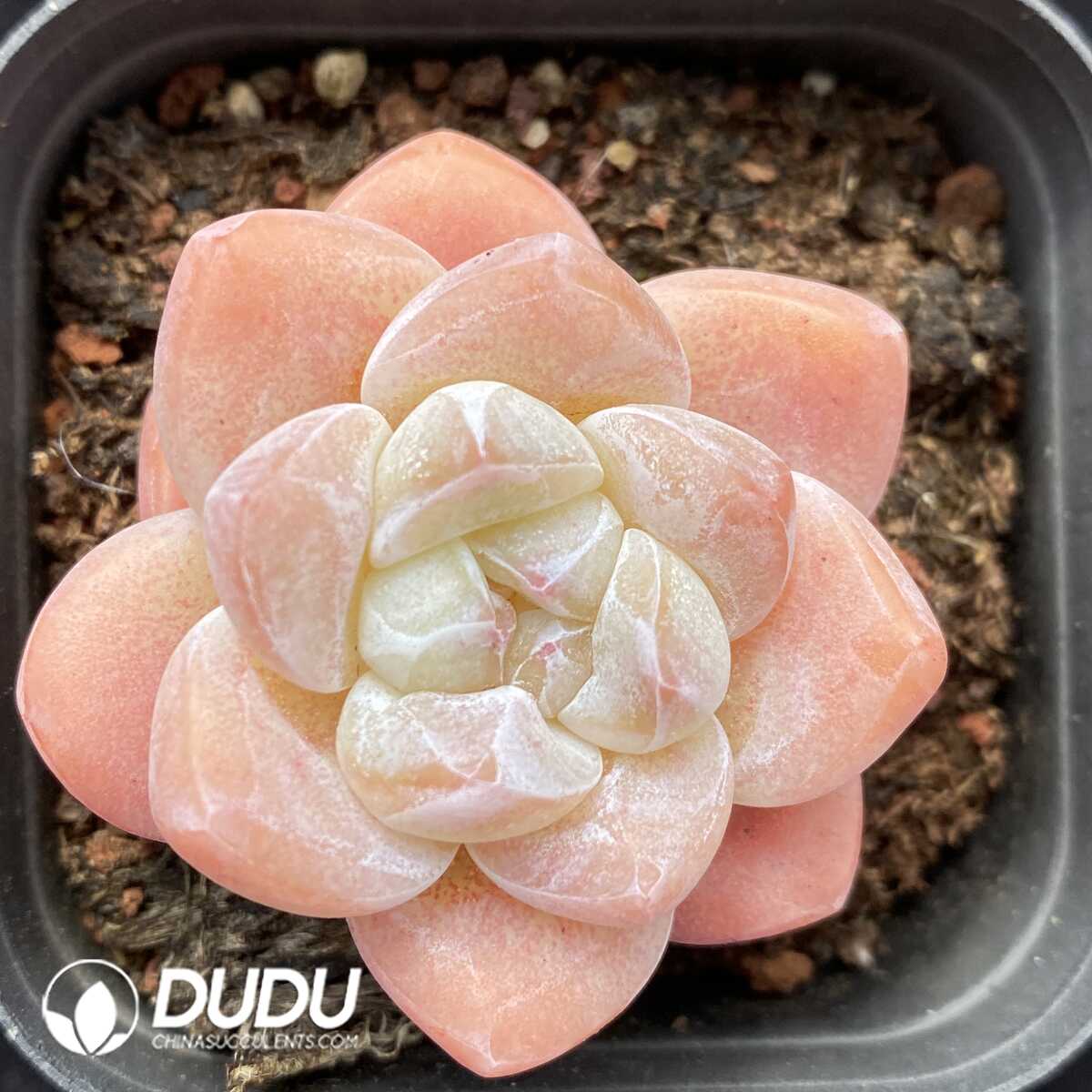 e201-517.jpg Echeveria Ice Green - Image 1