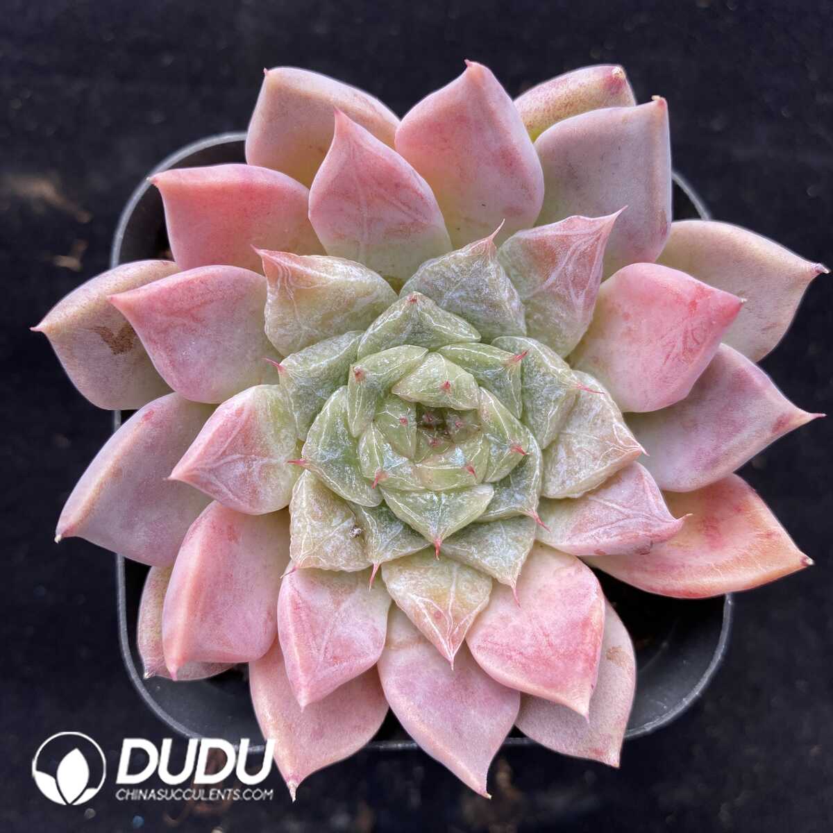 e201-519.jpg Echeveria Sugar Heart Red Diamond - Image 1