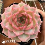 Echeveria The World-Reigning Princess