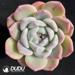 Echeveria Green spp.