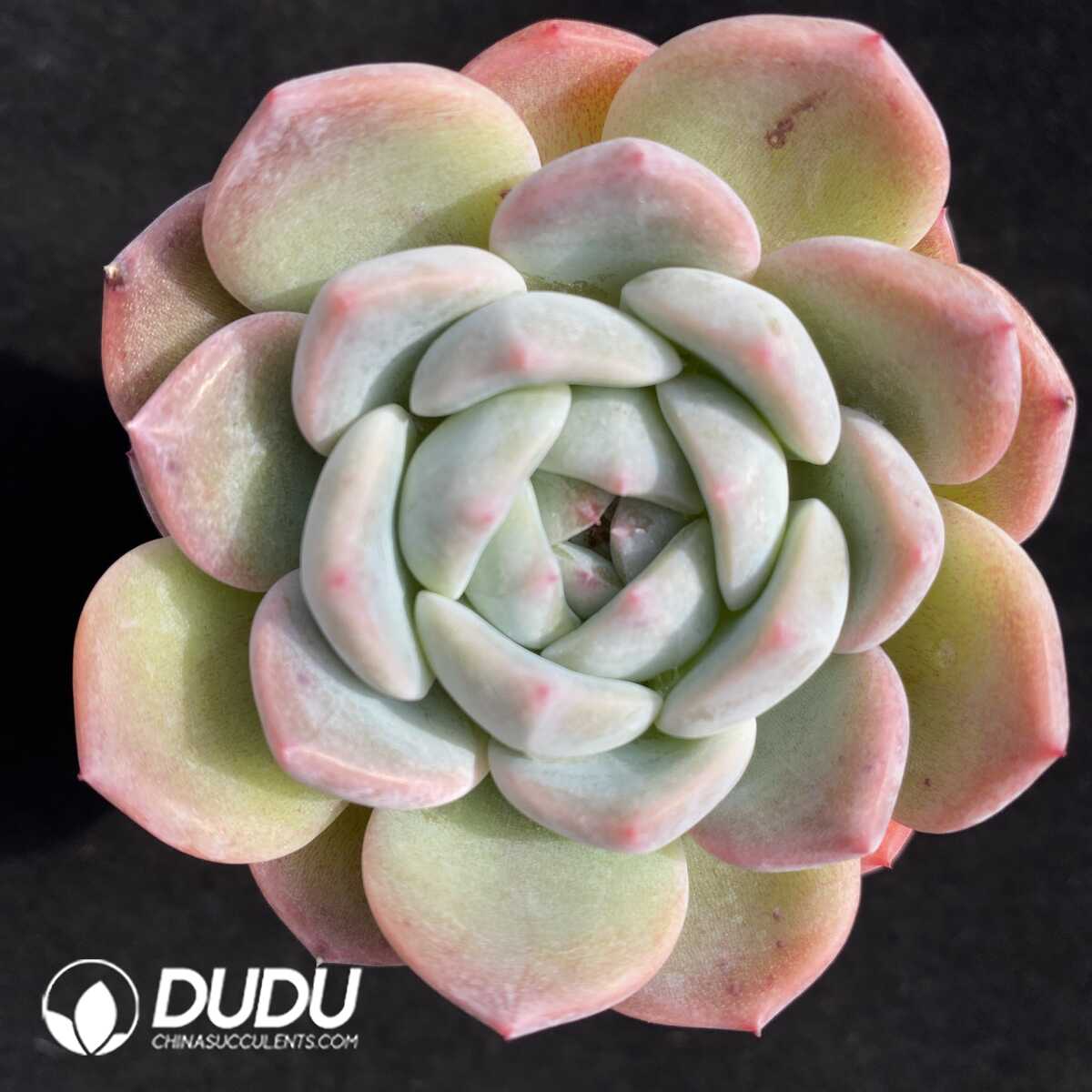 e201-520.jpg Echeveria Green spp. - Image 1