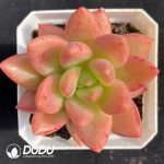 Echeveria Red King spp.