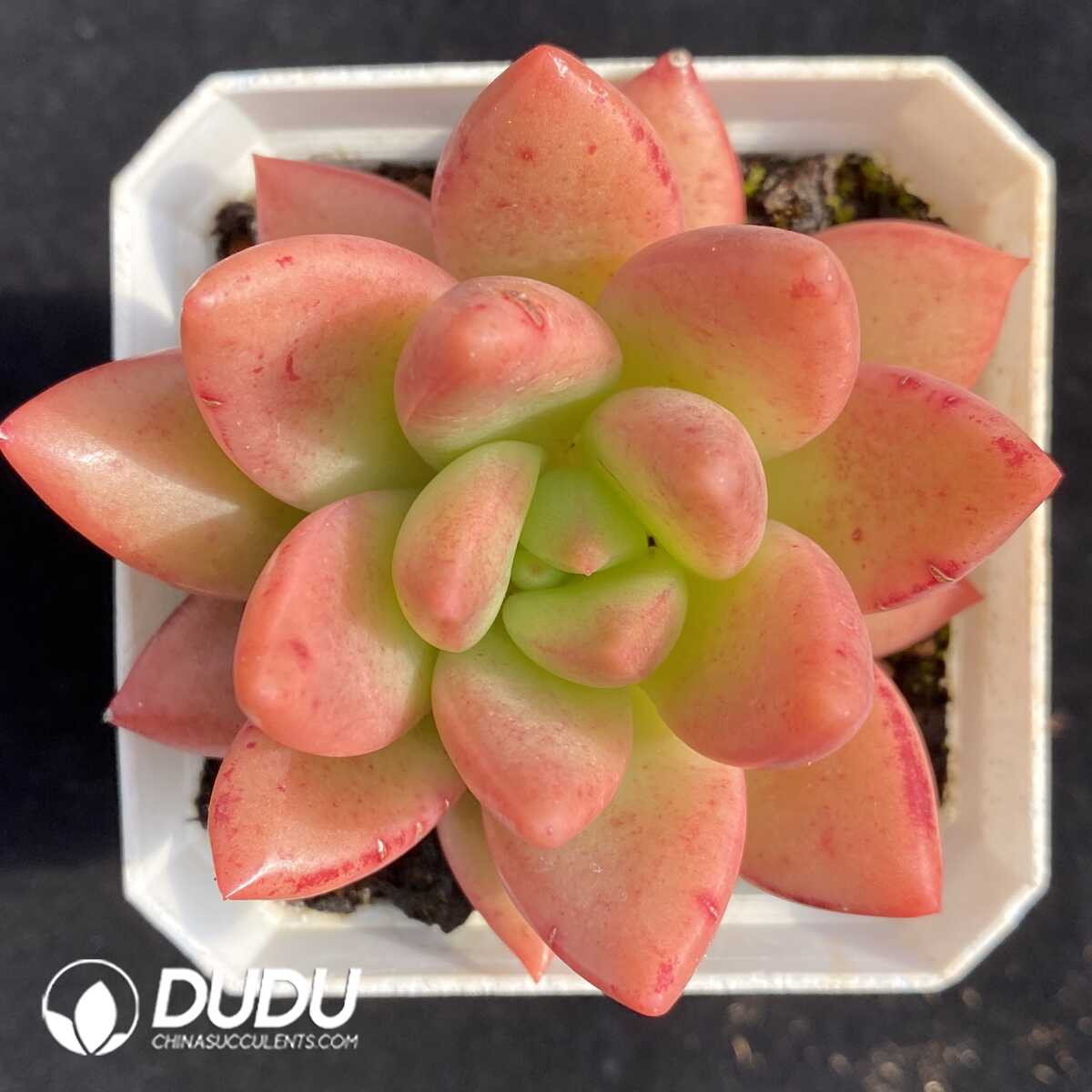 e201-521.jpg Echeveria Red King spp. - Image 1