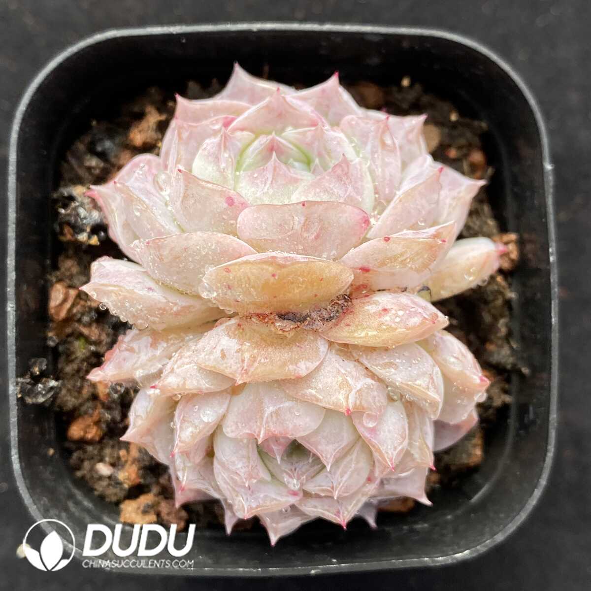 e201-522.jpg Echeveria Rosaria Double Heads - Image 1