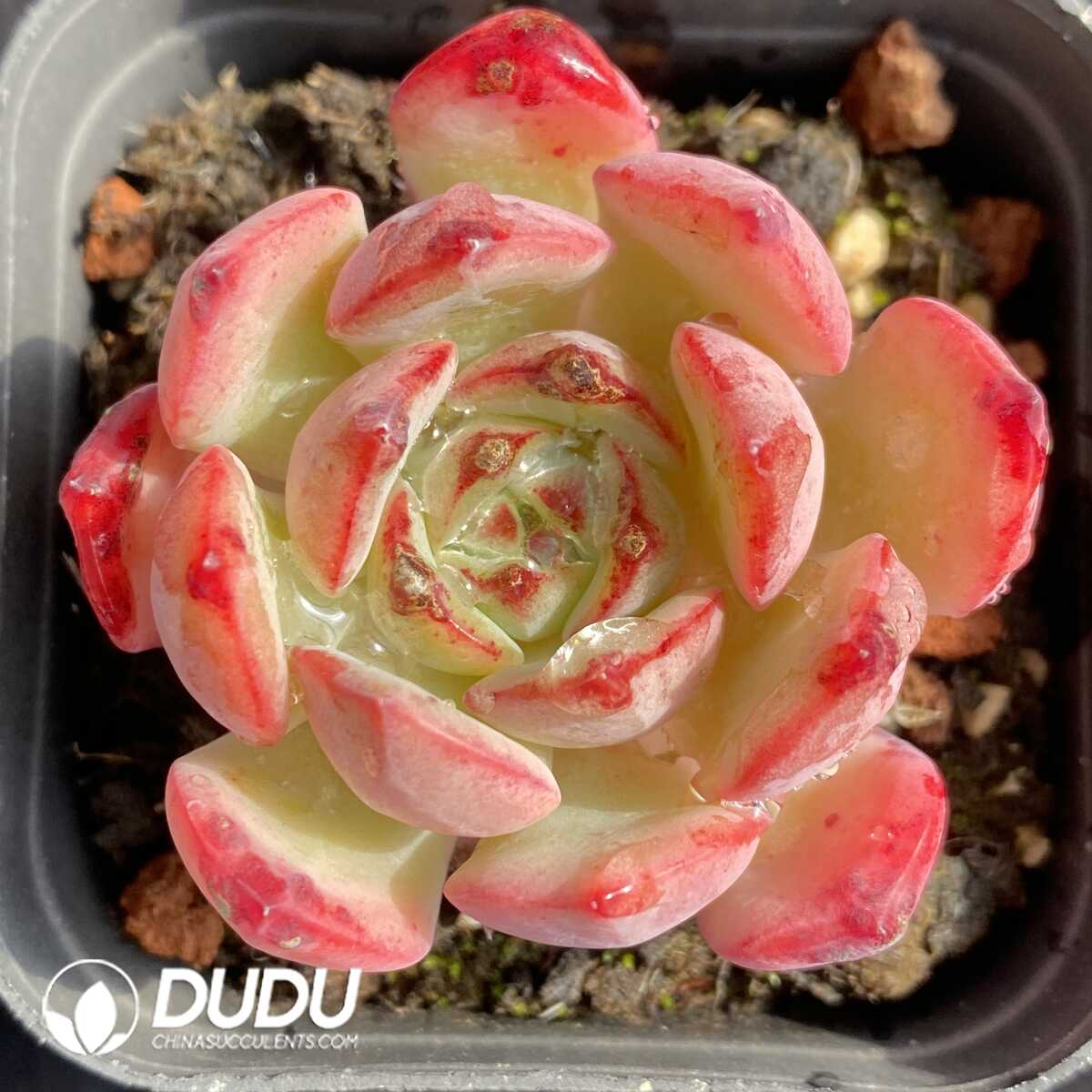 e201-523.jpg Echeveria Black Bear - Image 1