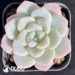 Echeveria Ice Green