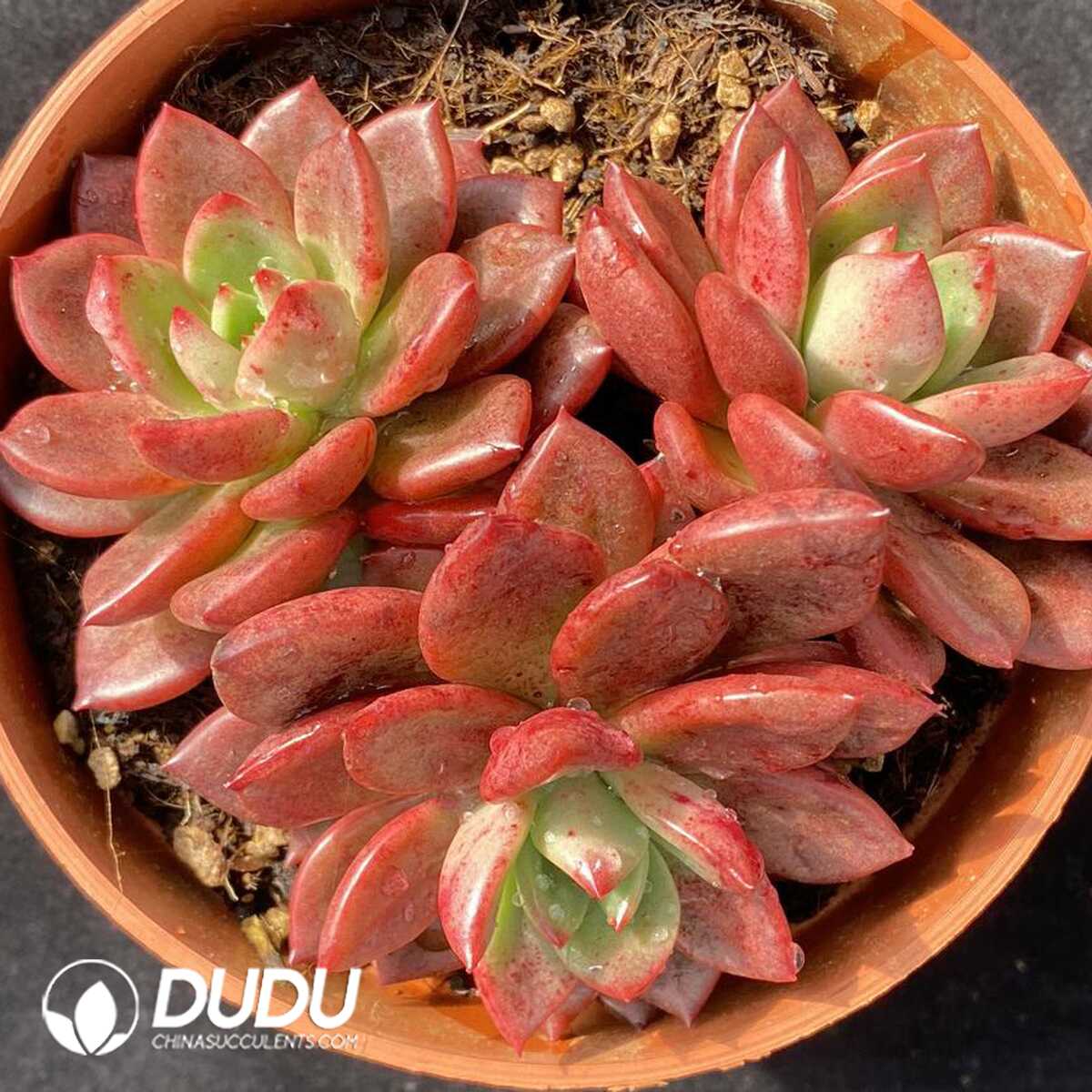 e201-525.jpg Echeveria Sharp Clustering - Image 1