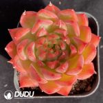 Echeveria Angel Baby