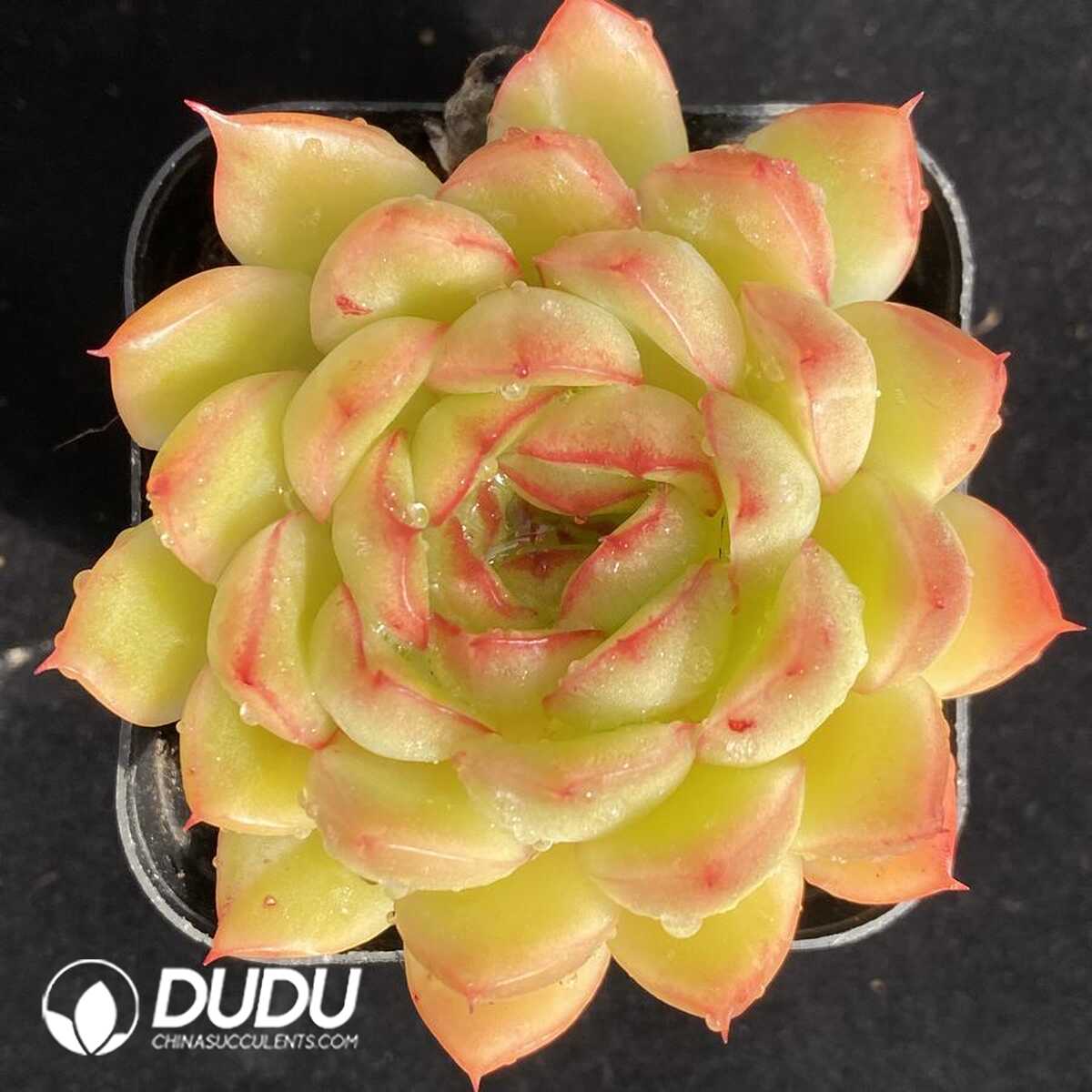 e201-527.jpg Echeveria Ice Angel - Image 1