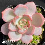 Echeveria Green Pink