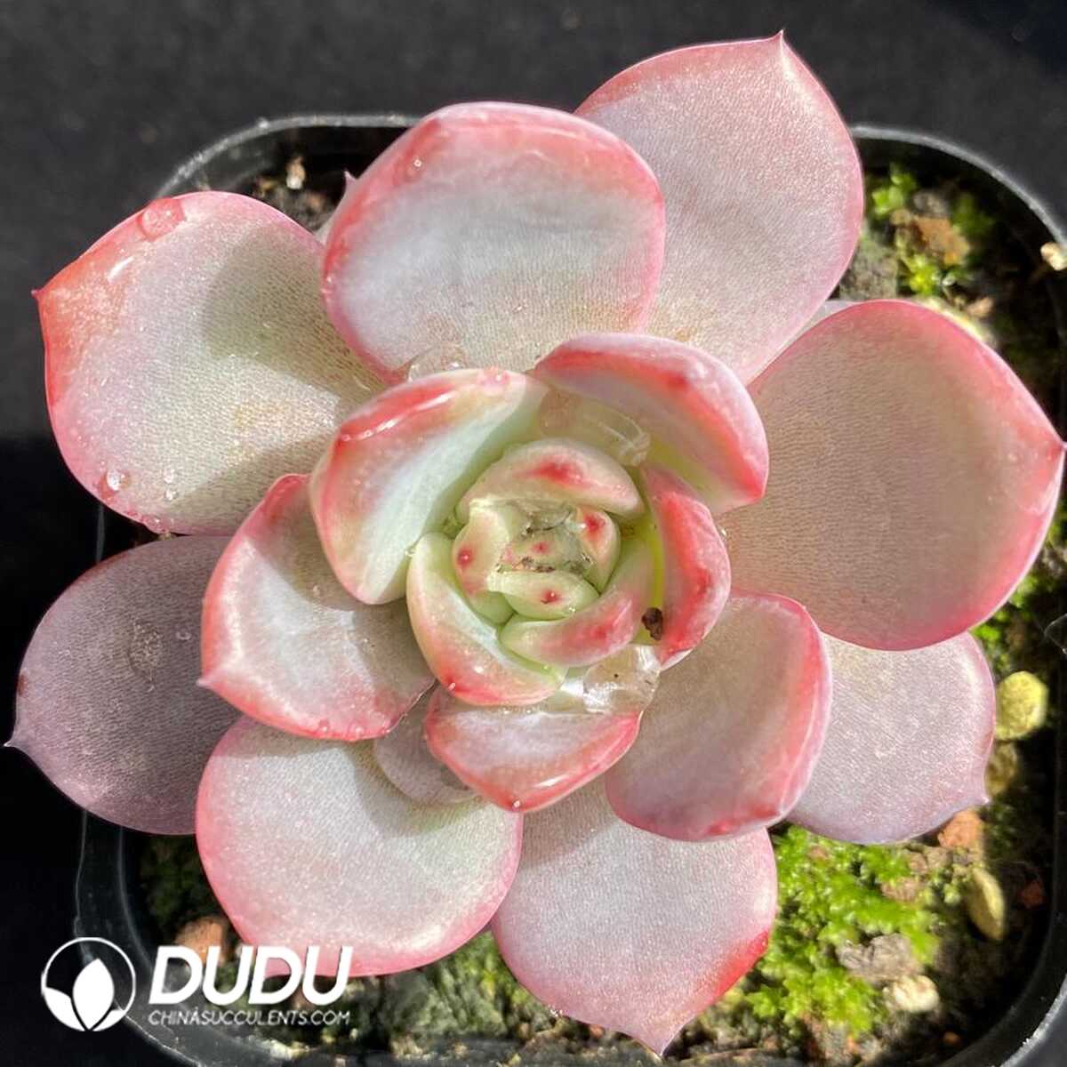 e201-528.jpg Echeveria Green Pink - Image 1