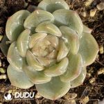 Echeveria Falling Cherry