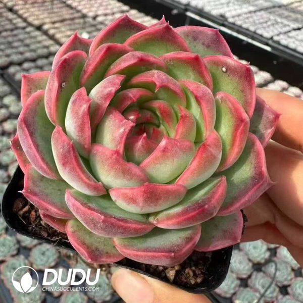 Echeveria Demon Orb - Image 1