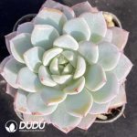 Echeveria Witt