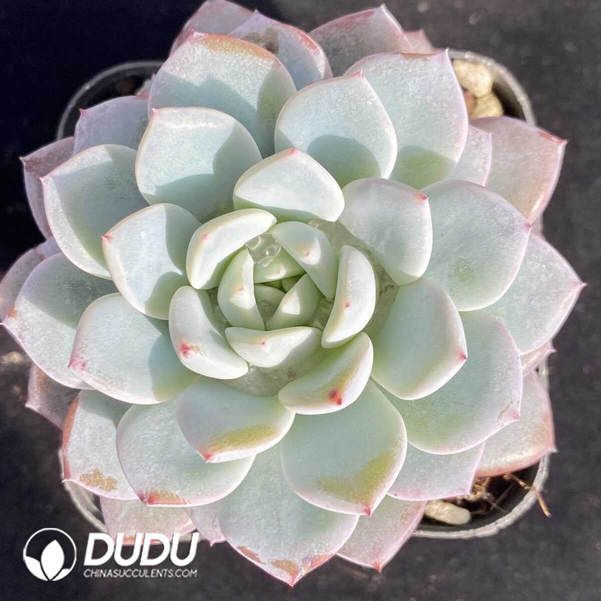 e201-531.jpg Echeveria Witt - Image 1