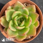 Echeveria Cupid