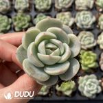 72Pcs Echeveria M12 Seedlings