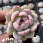 72Pcs Echeveria M18 Seedlings