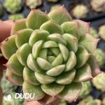 72Pcs Echeveria G1 Seedlings