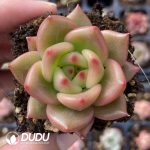 72Pcs Echeveria No. 7 Seedlings