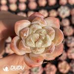50Pcs Echeveria BT-03 Seedlings