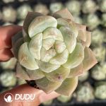 72Pcs Echeveria BT-14 Seedlings