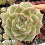 Echeveria West Lake Longjing Tea