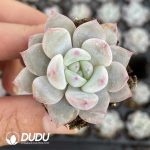 72Pcs Echeveria Elegans Potosina Seedlings