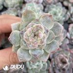 72Pcs Echeveria Ice Soul Seedlings