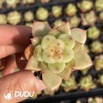 72pcs Echeveria Jenny Seedlings