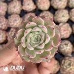 72pcs Echeveria BT-26 Seedlings