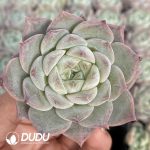 72pcs Echeveria BT-32 Seedlings