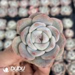 72pcs Echeveria BT-04 Seedlings