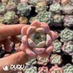 72pcs Echeveria X6-02 Seedlings