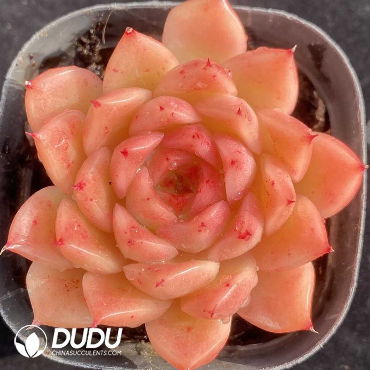 e201-548.jpg Echeveria Joy - Image 1