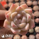 72pcs Echeveria BN-03 Seedlings