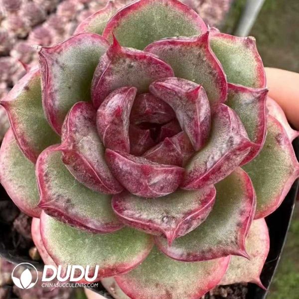 Echeveria Marbles - Image 1