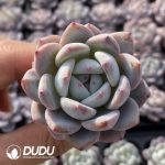 72pcs Echeveria Orange Monroe Variegated Seedlings